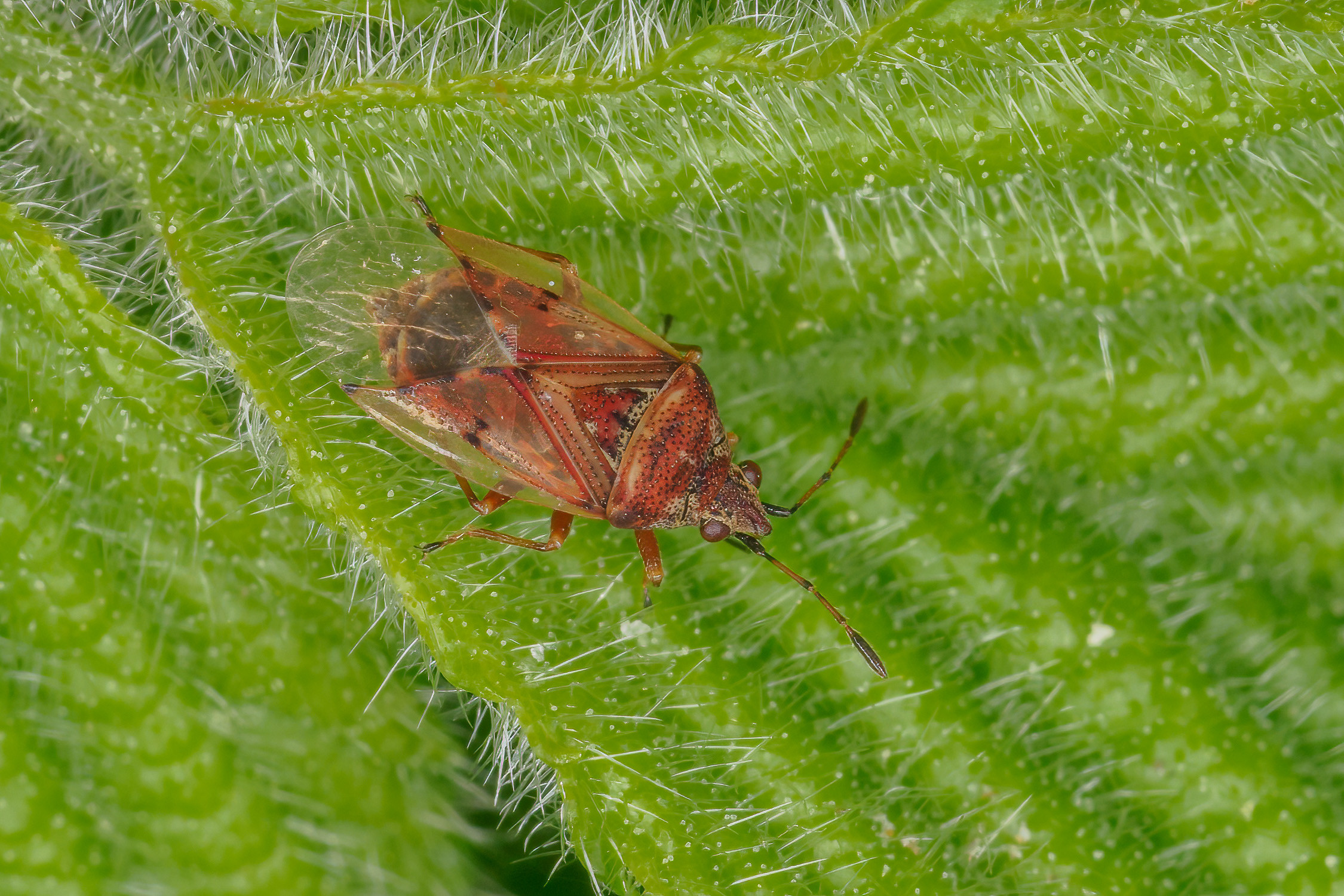 Lygaeidae